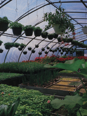 Greenhouse full of plants
